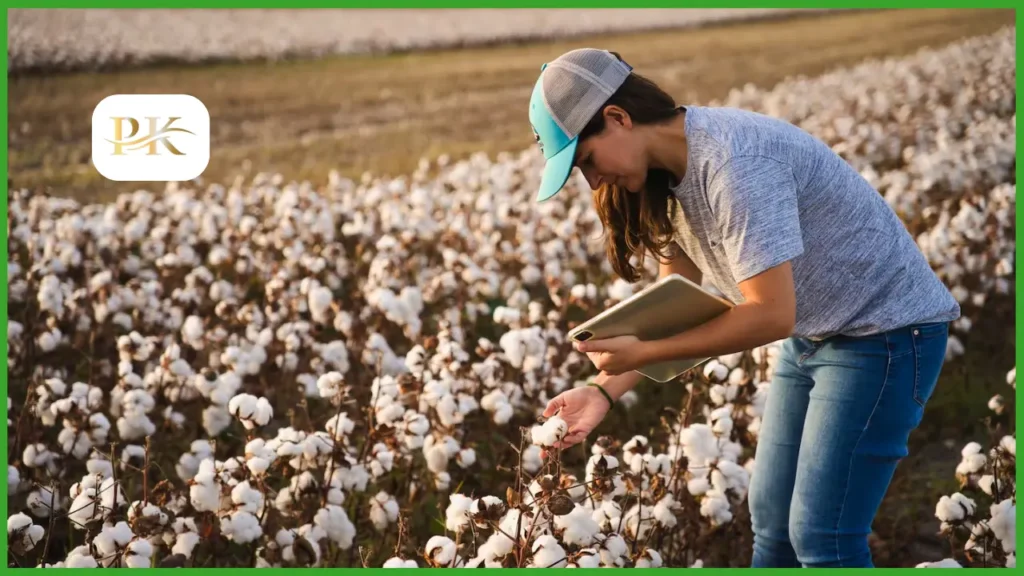 Cotton Price in Pakistan