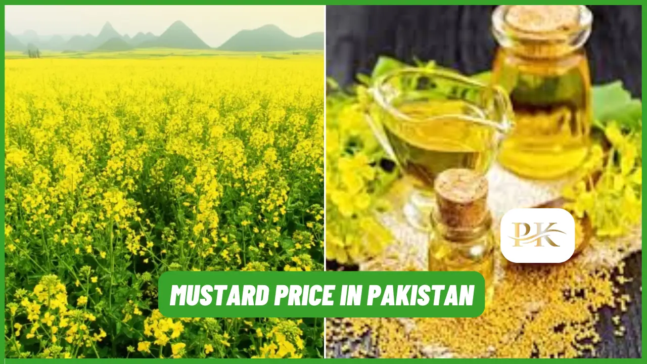 Latest Mustard Price in Pakistan