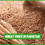 Wheat Price in Pakistan