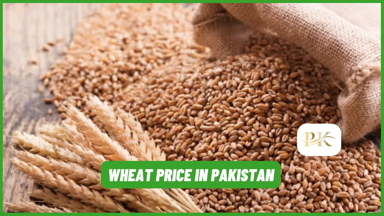 Wheat Price in Pakistan